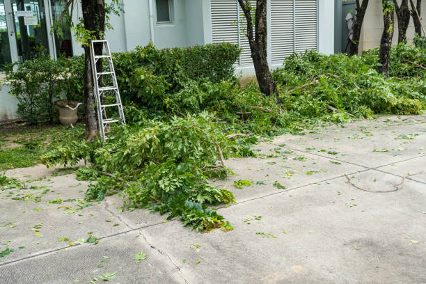 Herculaneum, MO Tree Care Services Company